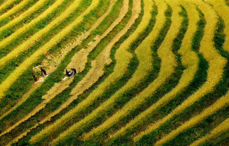 321 - WAVE RICE ON THE MOUNTAIN 33 - NGUYEN DAN - viet nam.jpg